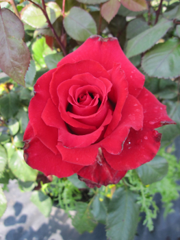 Edelrose Grande Amore